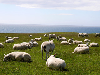 Sheep on field by the ocean