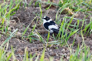 Obraz premium Collared Flycatcher (Ficedula albicollis)
