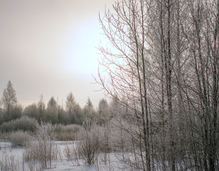 Strong frost covered the branches of trees with thick frost