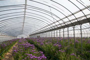 ハウス（花栽培）