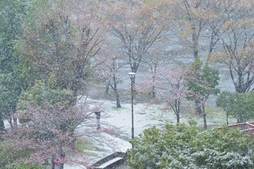 Nature background of bare cherry trees during snowfall