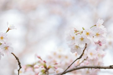 Macro details of Japanese White Yoshino Cherry Blossoms in horizontal frame