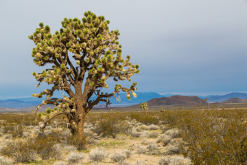 Fototapeta na wymiar Mojave desert in spring
