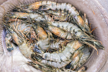 Tiger shrimps in ice. healthy food