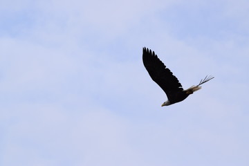 Bald Eagle Flying