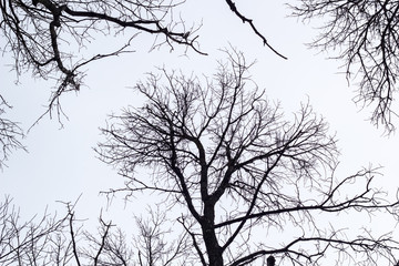 looking up through a leafless tangle of branches on a winter day