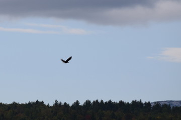 Bald Eagle Flying
