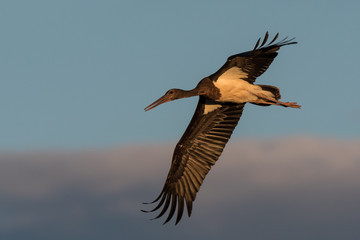 juvenile black stork Ciconia nigra