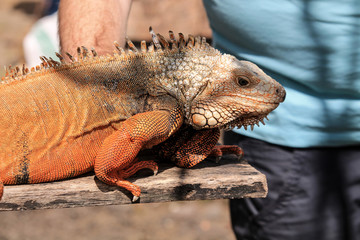 Iguana