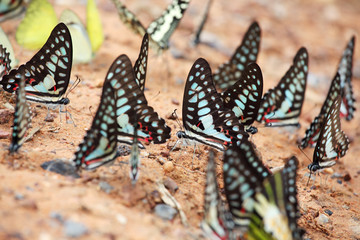 Fototapeta premium close up of colorful butterflies feeding on ground