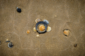 Shells on the sand
