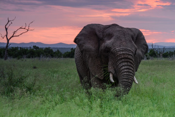 Fototapeta na wymiar Elephant in grass