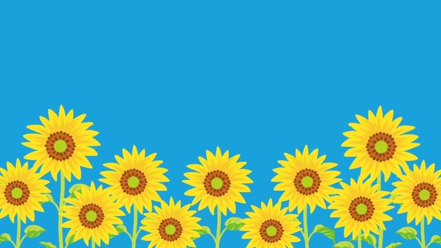 Sunflowers swinging to the rhythm -Clear sky background
