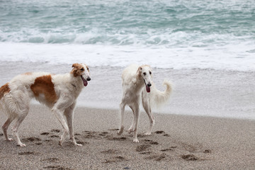 Two beautiful Borzoi dogs portrait on the beach