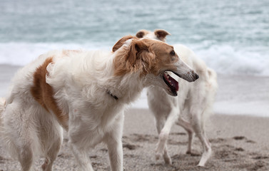 White and brown Borzoi dog portrait on the beach