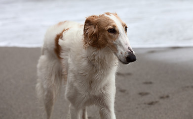 White and brown Borzoi portrait on the beach