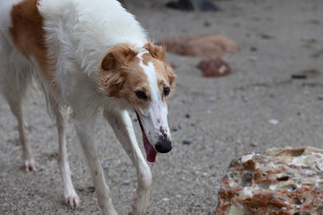 White and brown Borzoi portrait walking on the beach, near limestones
