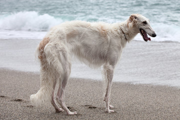White Borzoi dog portrait on the beach