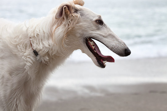 White Borzoi closeup and profile portrait on the beach
