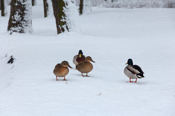 ducks  on the snow
