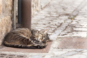 Gato callejero durmiendo en la calle