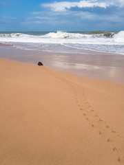 Sea turtle heading for sea after laying eggs on the beach.