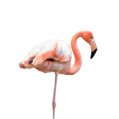 Vector Illustration of a Flamingo.