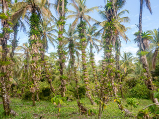 Palm trees covered with orchids, Panama, Boca del Toros.