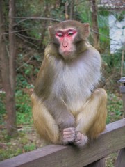 Fototapeta premium Sitting monkey in forest Asia