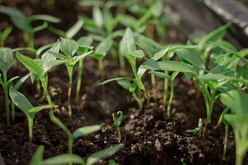 seedlings of pepper