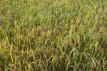 The rice grains are waiting to be harvested.