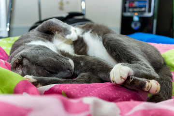 Cat sleeping on the couch
