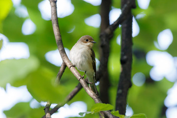 Pied Flycatcher (Ficedula hypoleuca).