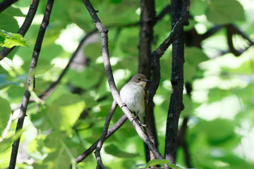 Pied Flycatcher (Ficedula hypoleuca).