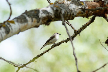 Pied Flycatcher (Ficedula hypoleuca).