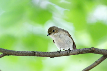 Pied Flycatcher (Ficedula hypoleuca).