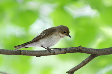 Pied Flycatcher (Ficedula hypoleuca).