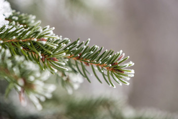 green coniferous twig covered with ice crystals in winter in the woods