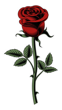 Naklejka Red rose on white background. Vector illustration.
