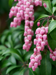 愛らしいピンクのアセビ