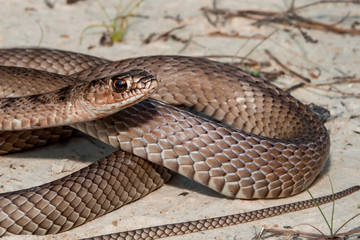 Eastern Coachwhip (Masticophis flagellum flagellum)