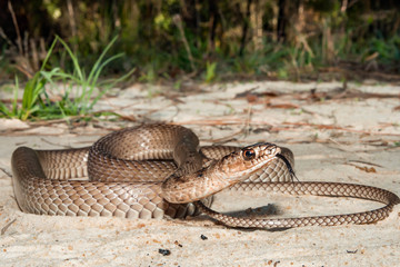Eastern Coachwhip (Masticophis flagellum flagellum)