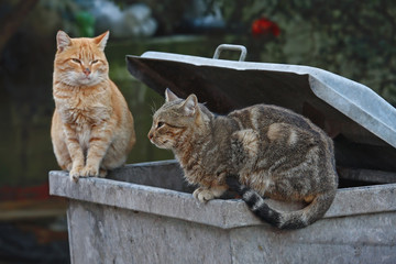 Çöpteki Kediler 