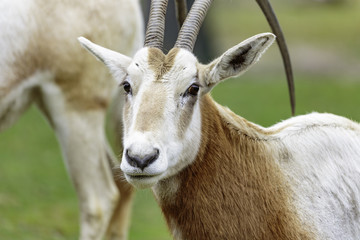 the Sahara oryx