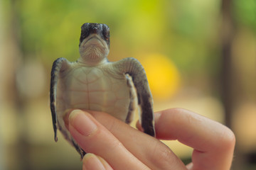 A newborn little turtle in the hand of a man.