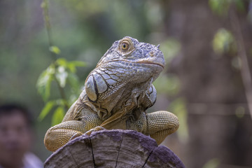 Iguana is on a timber.