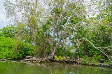 Dry tree on the river bank.