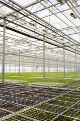 Large modern glasshouse with plantations of seedlings growing inside