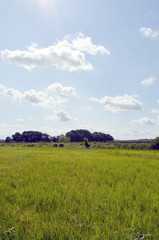 Obraz premium Meadows and trees on the Baltic Sea Island Usedom, Germany, under a blue sky with white clouds and a railroad embankment at the horizon