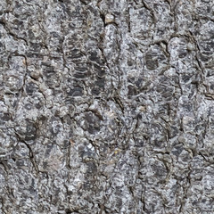 Seamless vector texture of a bark of a trunk of a fir tree